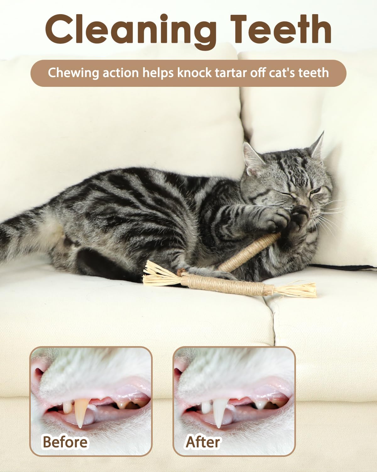 Tocirelo Silvervine Sticks Cat Toys - 6Pack Natural Cat Chew Toy Teeth Cleaning, Matatabi Dental Care Kitten Treat, Catnip Cat T